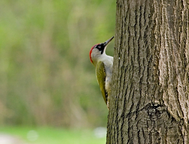 Зелен кълвач (Picus viridis)