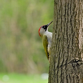 Зелен кълвач (Picus viridis)