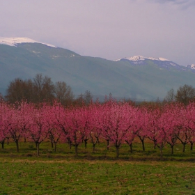 Пред Беласица