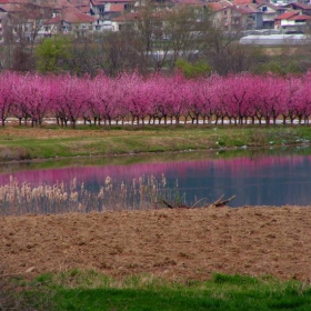 praskovi