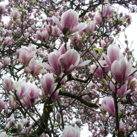 Magnolii