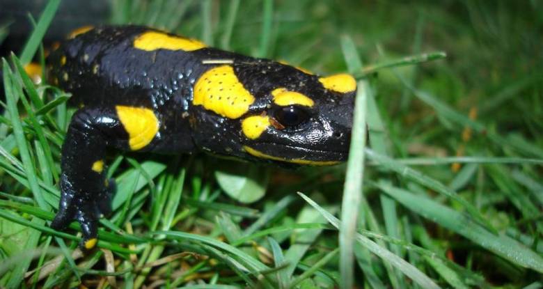 Salamander