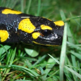 Salamander