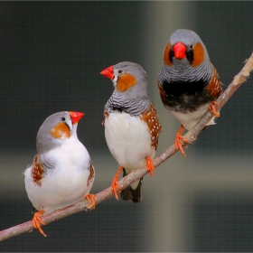 .. Trio   ' Heart  Breakers ' ..