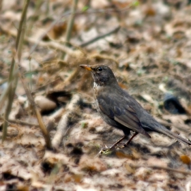 Кос (Turdus merula) - женски екзмепляр