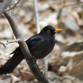 Кос (Turdus merula) - мъжки екзмепляр