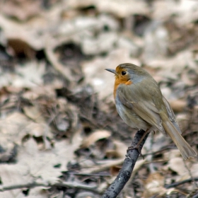 Червеношийка (Erithacus rubecula)