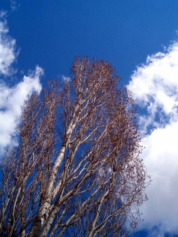 Looking into the sky