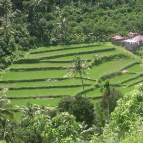 Zelenoto na oriza