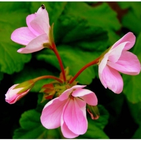 Pelargonium