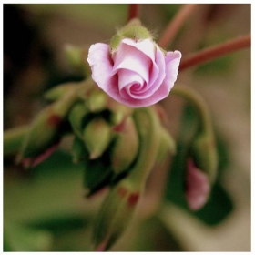 Pelargonium