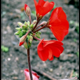 Pelargonium