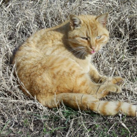 hishnik