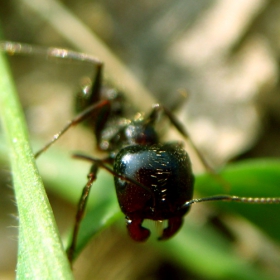 Ant's life