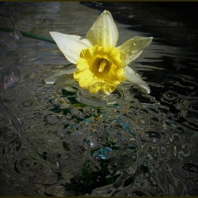 swimming flower