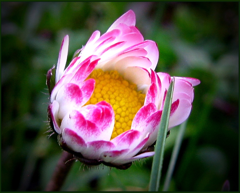 Oschakatis Gänseblümchen