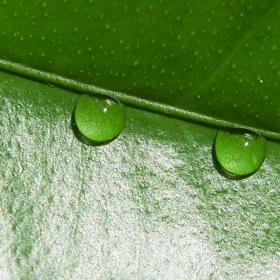 Като две капки вода