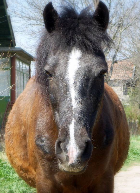 Horse