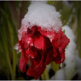 ..frozen rose..