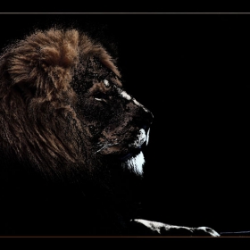 The King