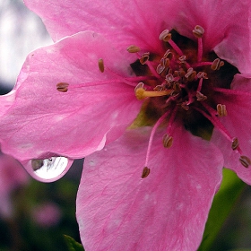 Усещане за праскова! «» Scent of a Peach!