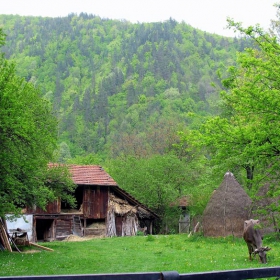 Чара на селския двор