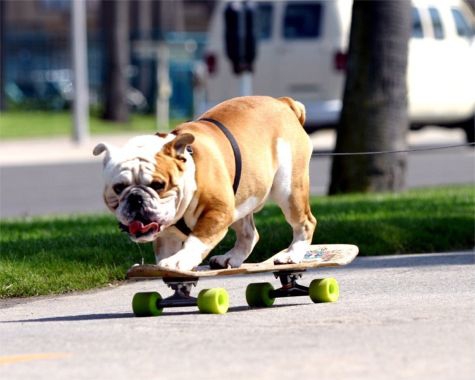 Skate;)wow
