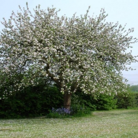 Apple Tree Blossom in May - England