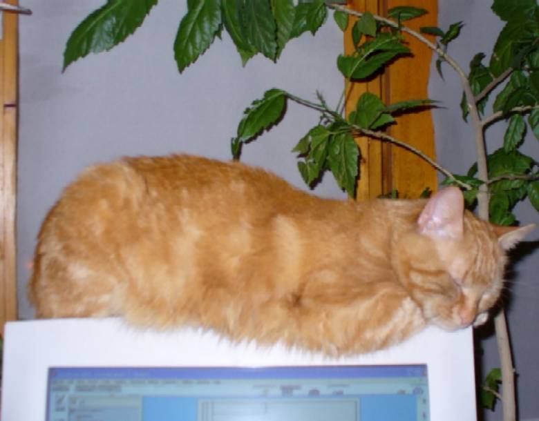 Комп котка