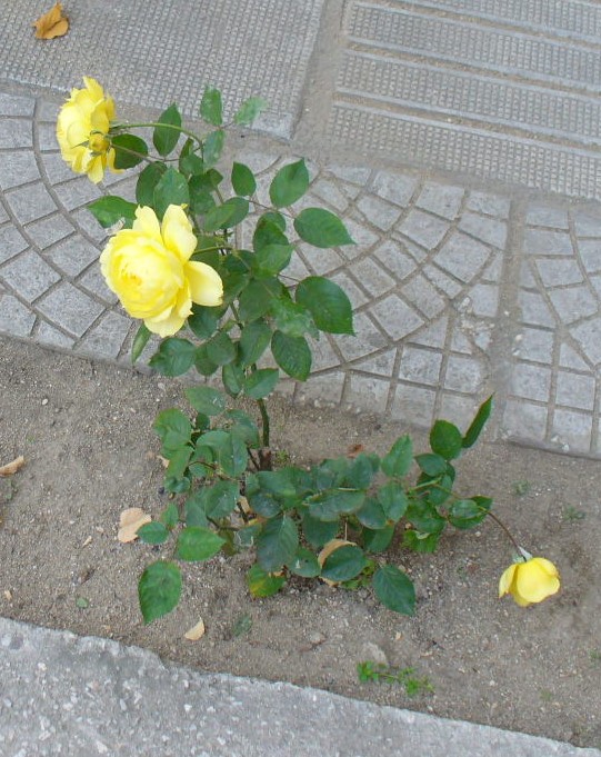 Есенна роза