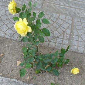 Есенна роза