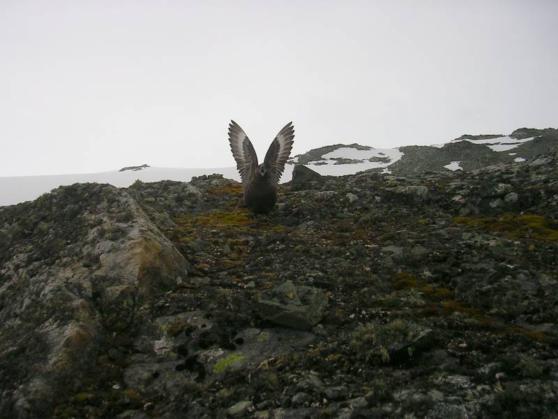 Заплаха
