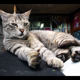 котешки работи 2