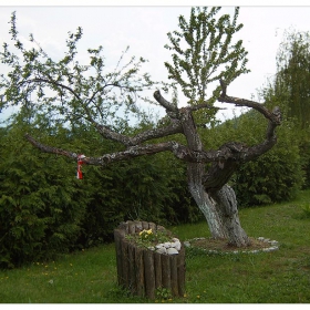 Танц
