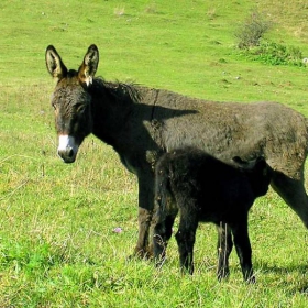 Селско