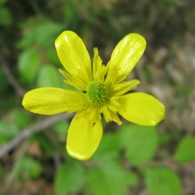 yellow flower