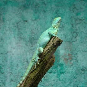 Iguana