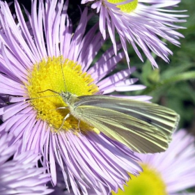 бяла зелева пеперуда (Pieris brassicae)