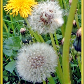 DandelionS