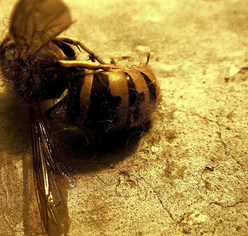 rest in bees _2