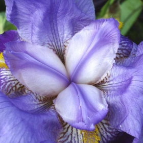 iris