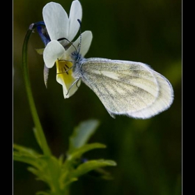 butterfly & flower