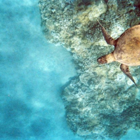 Hawaii sea turtle