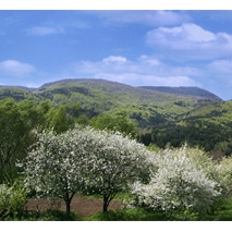 Vitosha