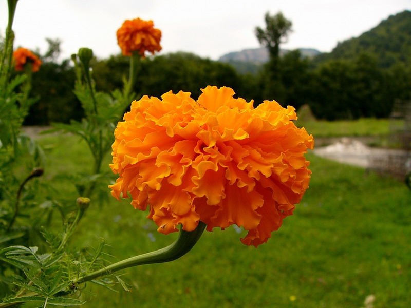 orange