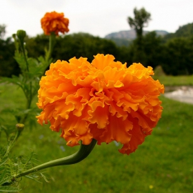 orange