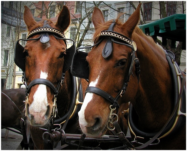 ...horsepower...
