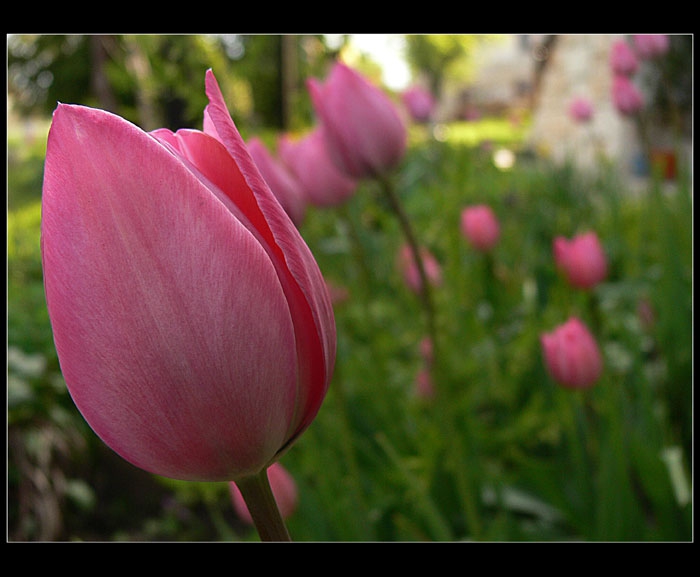 tulip