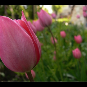 tulip