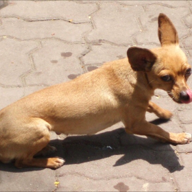 hungry dog